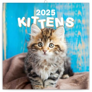 Lemeznaptr Kittens 2024, 30  30 cm (naptr)